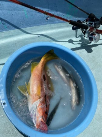 県南沖で小サバ祭り