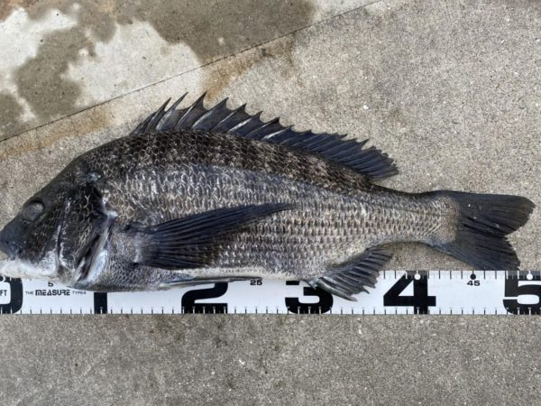 イチノ兄弟、釣果！