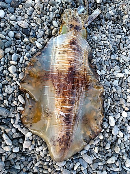 春は、大型が狙えますね！！