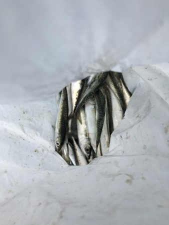 貝塚人工島穴釣り飛ばしサビキショアジギ