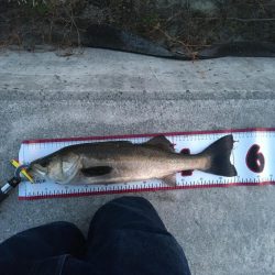 シーバスとボラ