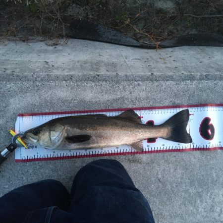 シーバスとボラ