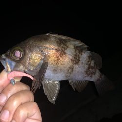 メバリングアジング