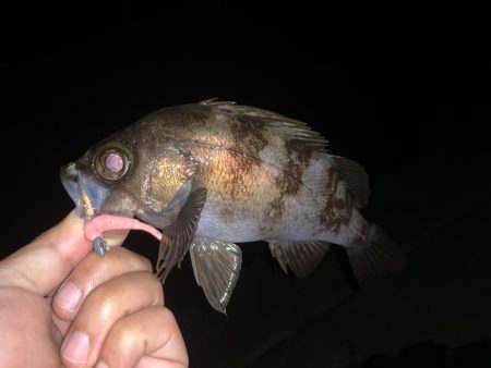 メバリングアジング