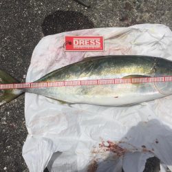 今年初青物❗️