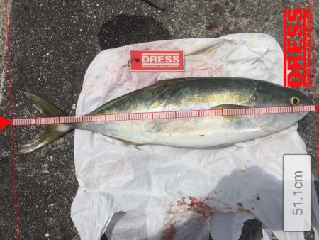 今年初青物❗️