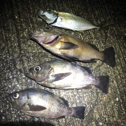 メバリング終盤戦