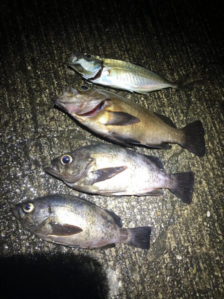 メバリング終盤戦