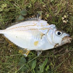 大物はいづこへ