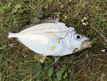 大物はいづこへ