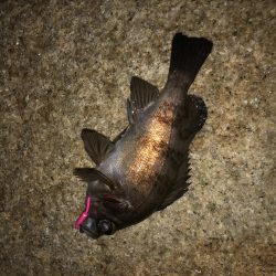 フグの活性高い