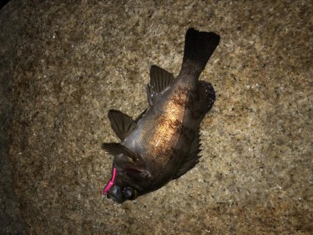 フグの活性高い