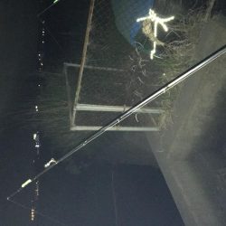 ウナギ〜パート２