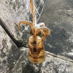 今年初エギングで!!