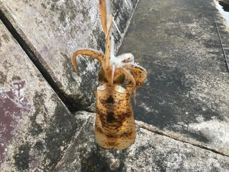 今年初エギングで!!