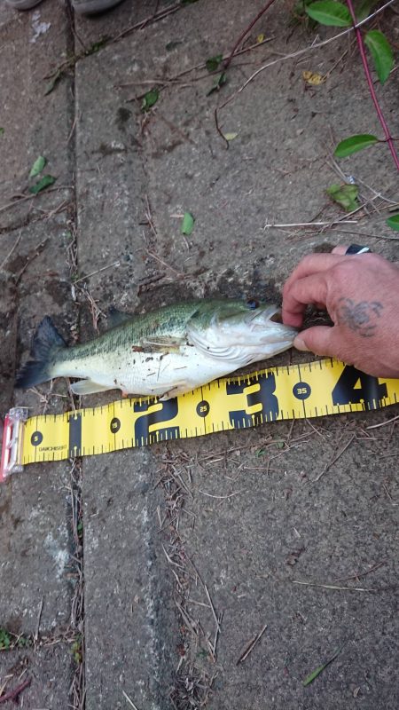 初めてフロッグで