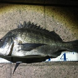 シーバス最終バチ調査