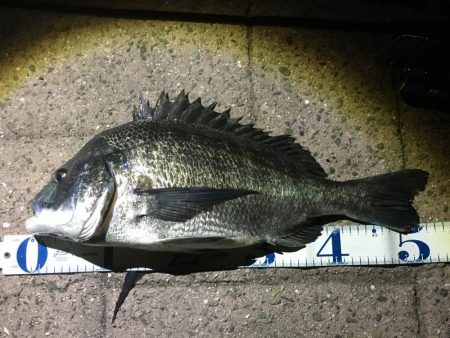 シーバス最終バチ調査