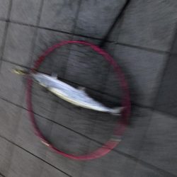 シーバス狙って…