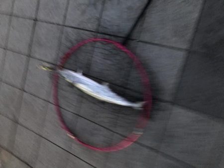 シーバス狙って…