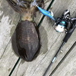 初親イカ＋キロアップ