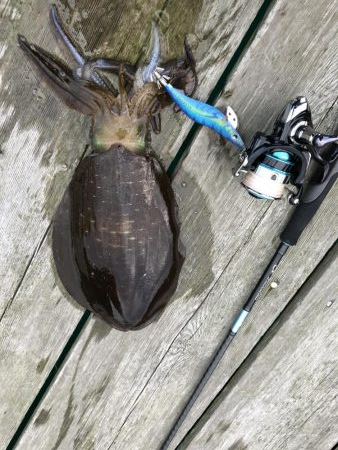 初親イカ＋キロアップ