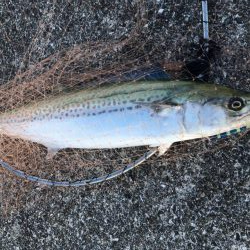 半年ぶりのサワラ