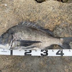 イチノ兄弟、釣果！