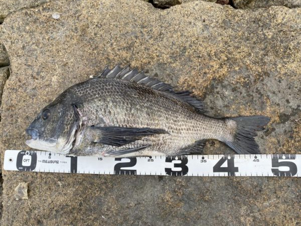 イチノ兄弟、釣果！