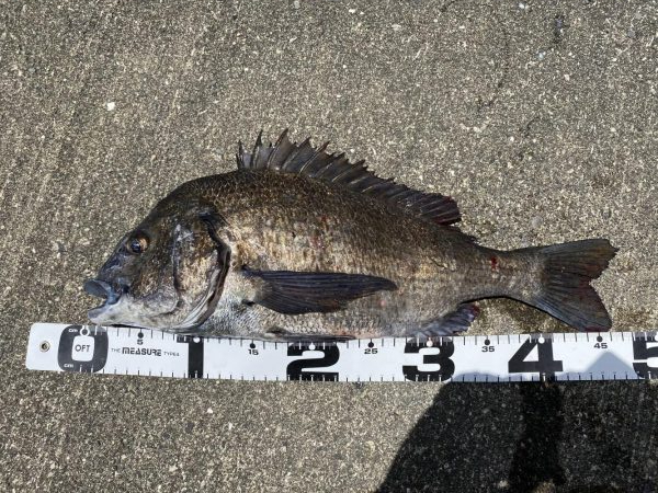 イチノ兄弟、釣果！