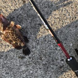 二匹目のドジョウならず