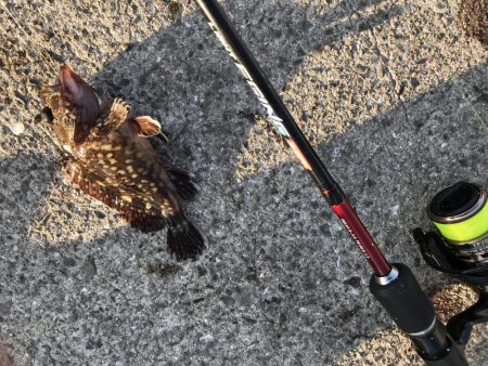 二匹目のドジョウならず