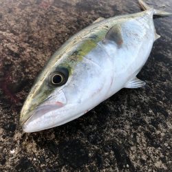 激シブでしたが