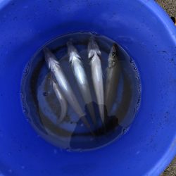 サーフフィッシング