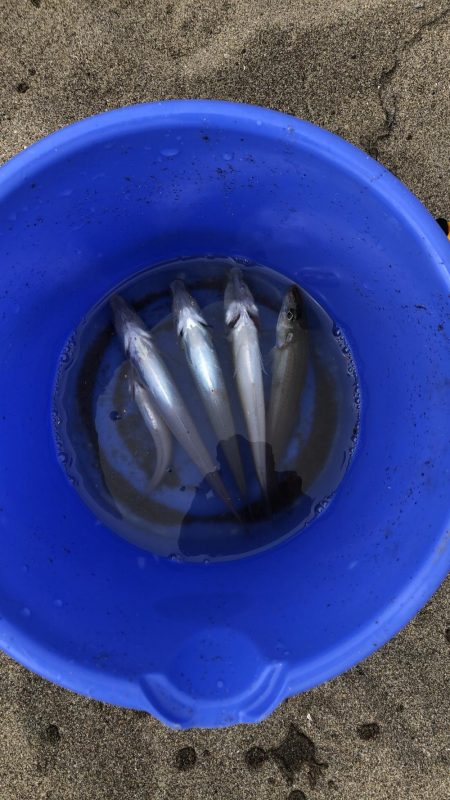 サーフフィッシング