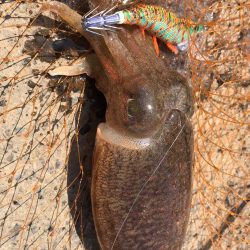 またまたコウイカ