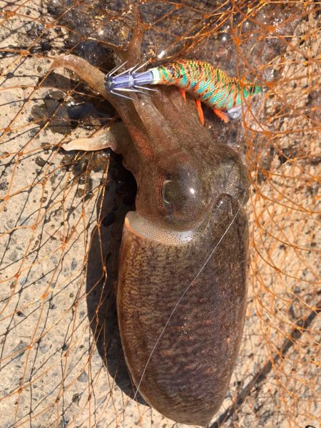 またまたコウイカ