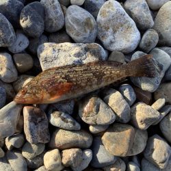 サーフ・イソメ投げ釣り