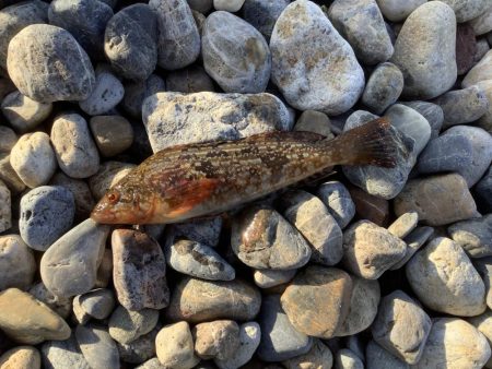 サーフ・イソメ投げ釣り