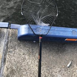 せっかくのタモが…。