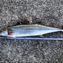 青物ゲーム開幕