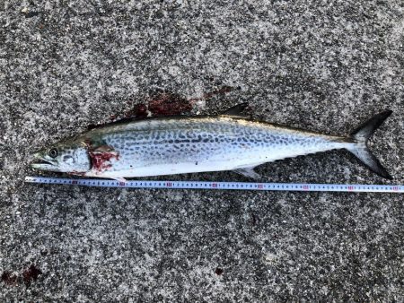 青物ゲーム開幕