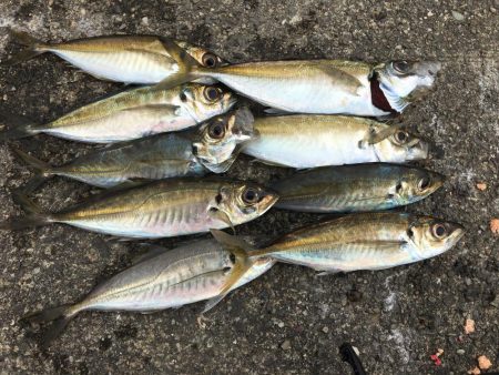 アジ釣り