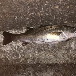 バチパターン継続中