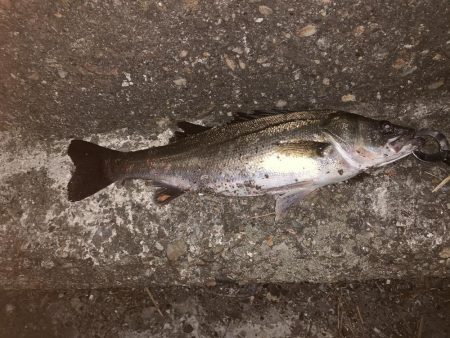 バチパターン継続中