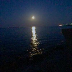 神戸港でサワラが釣れました！