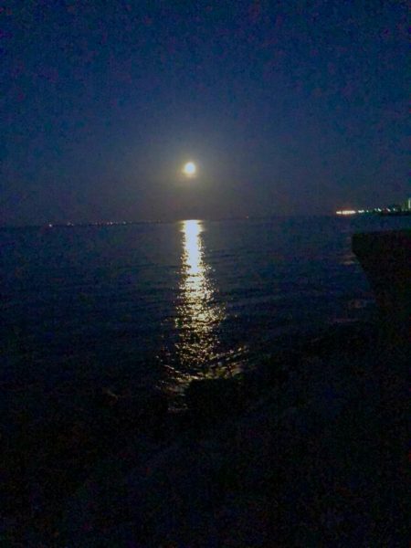 神戸港でサワラが釣れました！