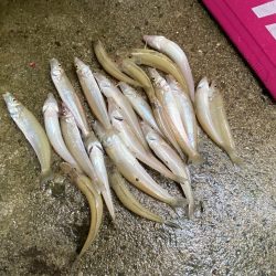 久しぶりのキス調査