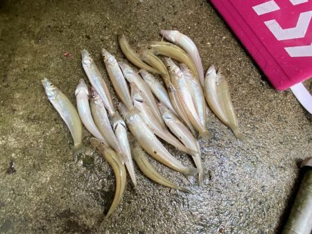 久しぶりのキス調査