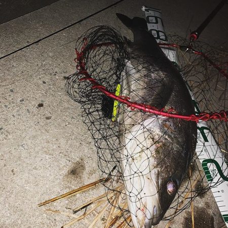 今年初ランカー